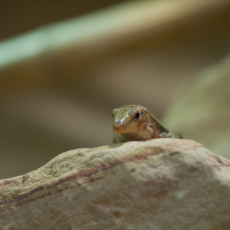Reptilarium_Landau-20130330-07