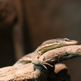 Reptilarium_Landau-20130330-11