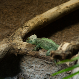 Reptilarium_Landau-20130330-15