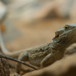 Reptilarium_Landau-20130330-27