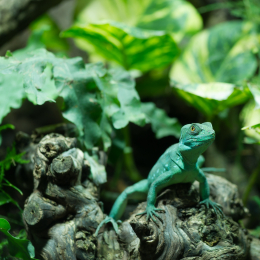 Reptilarium_Landau-20130330-12