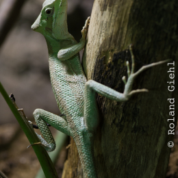 Reptilarium_Landau-20130330-18