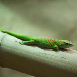 Reptilarium_Landau-20130330-05