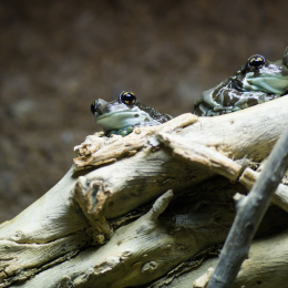 Reptilarium_Landau-20130330-22