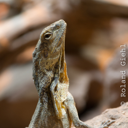 Reptilarium_Landau-20130330-24