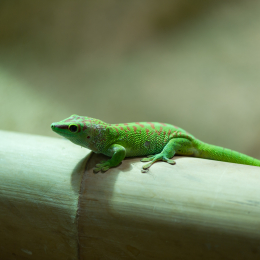 Reptilarium_Landau-20130330-02
