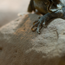 Reptilarium_Landau-20130330-25