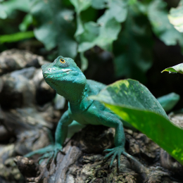 Reptilarium_Landau-20130330-14