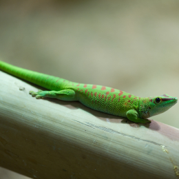 Reptilarium_Landau-20130330-06