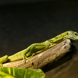 Reptilarium_Landau-20130330-16