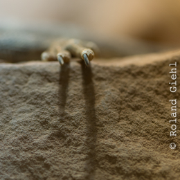 Reptilarium_Landau-20130330-26