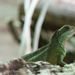 Reptilarium_Landau-20130330-19