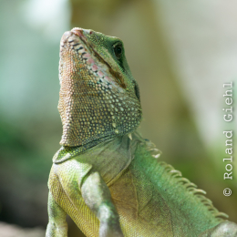 Reptilarium_Landau-20130330-17