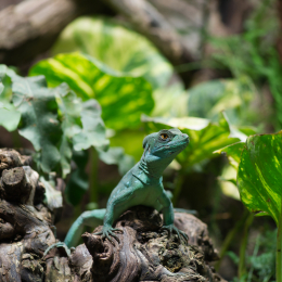 Reptilarium_Landau-20130330-13
