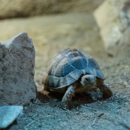 Reptilium_Landau_20180330_004