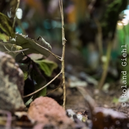 Reptilium_Landau_20180330_011