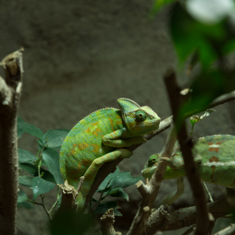 Reptilium Landau März 2018