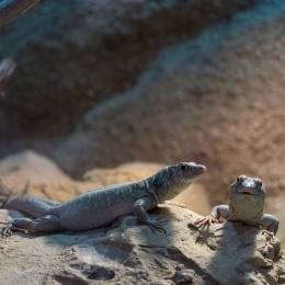 Reptilium_Landau_20180330_005