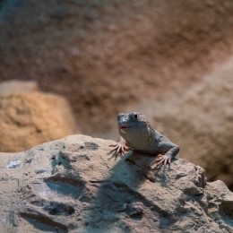 Reptilium_Landau_20180330_003