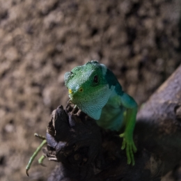 Reptilium_Landau_20180330_021