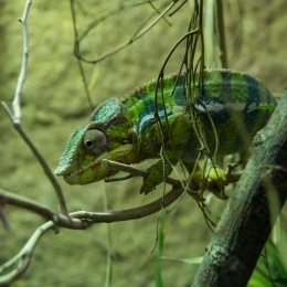 Reptilium_Landau_20180330_007