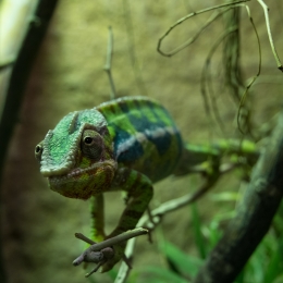 Reptilium_Landau_20180330_008