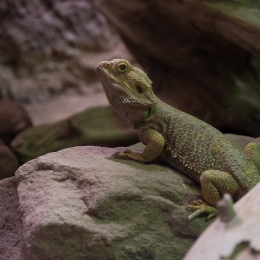 Reptilium_Landau_20180330_029