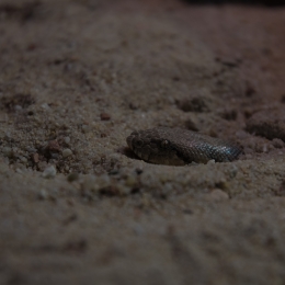 Reptilium_Landau_20180330_031