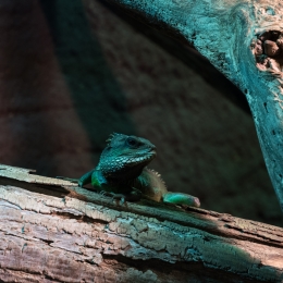 Reptilium_Landau_20180330_017