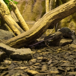 Reptilium_Landau_20180330_006