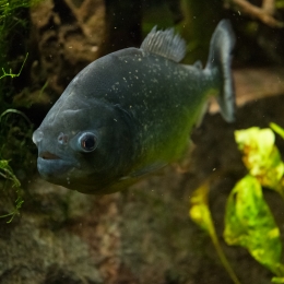 Reptilium_Landau_20180330_001