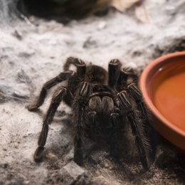 Reptilium_Landau_20180330_019