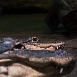 Reptilium_Landau_20180330_023