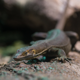 Reptilium_Landau_20150501_007