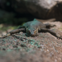 Reptilium_Landau_20150501_008