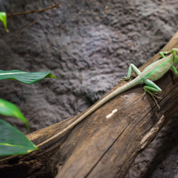 Reptilium_Landau_20150501_005