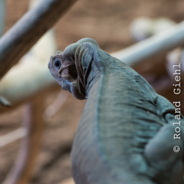 Reptilium_Landau_20150501_013