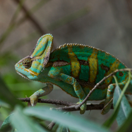 Reptilium_Landau_20150501_020