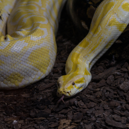 Reptilium_Landau_20150501_018