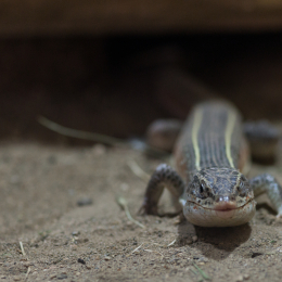 Reptilium_Landau_20150501_009