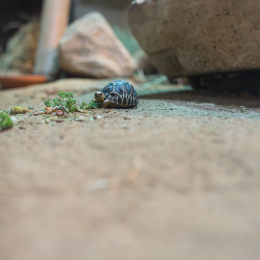 Reptilium_Landau_20150501_001