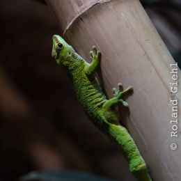 Reptilium_Landau_20150501_019