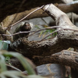 Reptilium_Landau_20150501_011