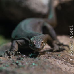 Reptilium_Landau_20150501_006