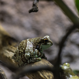 Reptilium_Landau_20150501_004