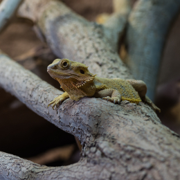 Reptilium_Landau_20150501_014