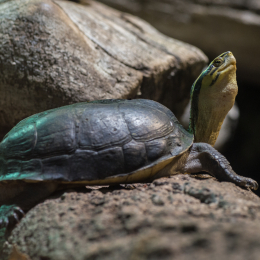 Reptilium_Landau_20150501_017