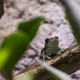 Reptilium_Landau_20150501_003