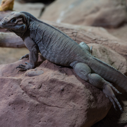 Reptilium_Landau_20150501_015