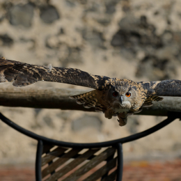 Falknerei_Ronneburg_2011-09-24_17
